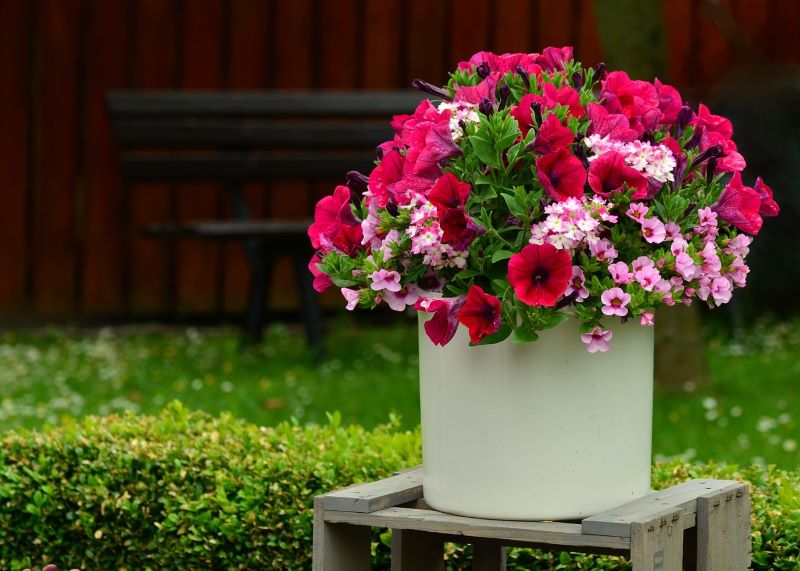 Petunias are a great summer flower and look good in pots or hanging baskets. Image source: congerdesign Pixabay 