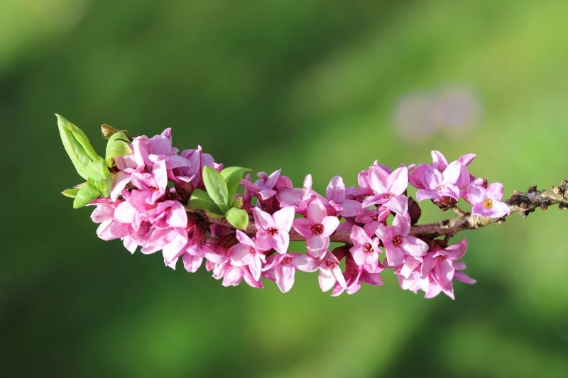 Daphne’s have a sweet scent. Image source: Peacedreamlady Pixabay