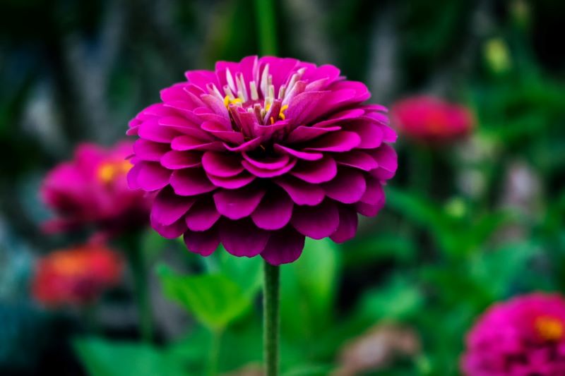 Dahlias are very eye catching and add a beautiful vibrant colour to a garden Image source: Blaque X Pexels 