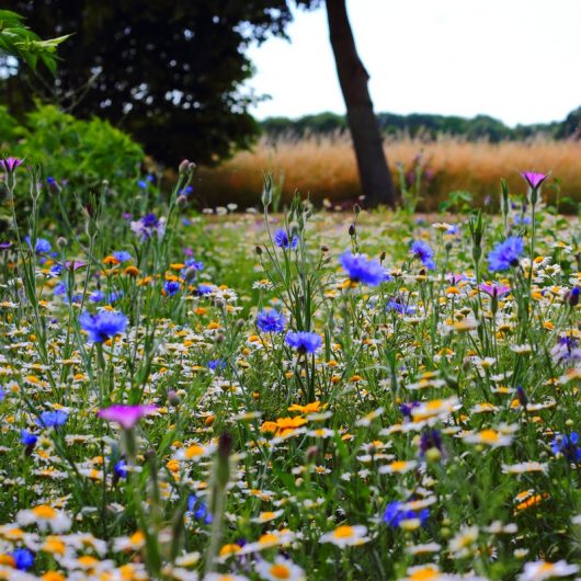 Wild flowers can add something special Image source: Freddie Ramm Pexels 