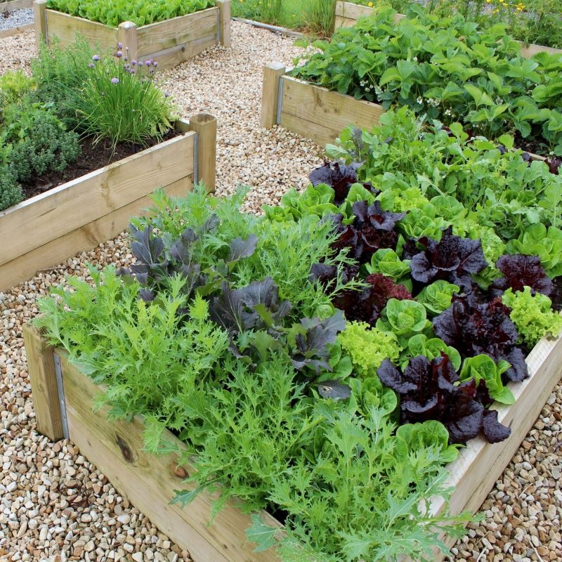 Raised flower beds are a good idea for growing a vegetable garden