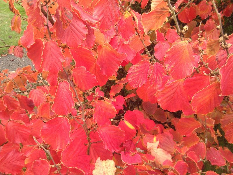 Witch Hazel does have good autumn colour too. Image source: Mark Ahlness Flicker