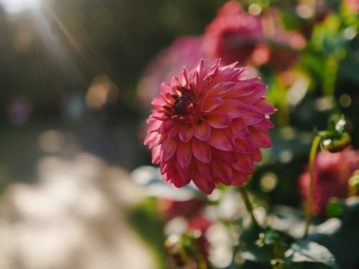 Your dahlias should be located in an open space where they can get plenty of sun. Source: Unsplash