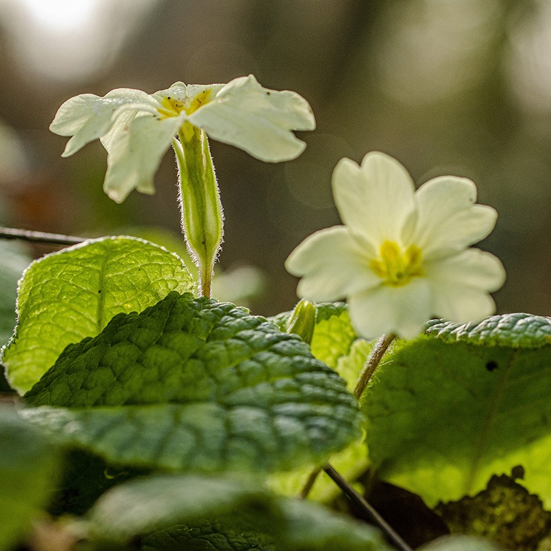 Primroses thrive in shade or dappled sunlight- Source: Pixabay