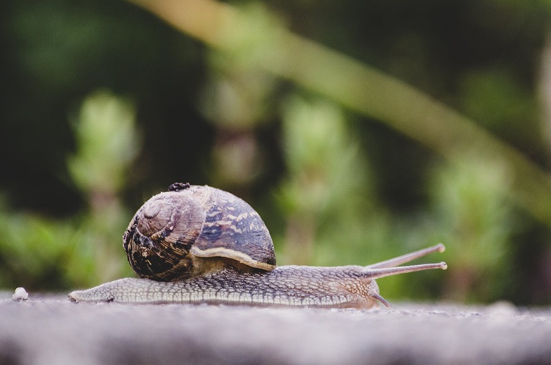 March can be a prime time for slugs and snails. Images Source: Pexels