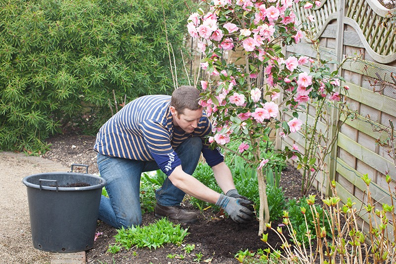 Mulching a camellia. Source: Which? Gardening