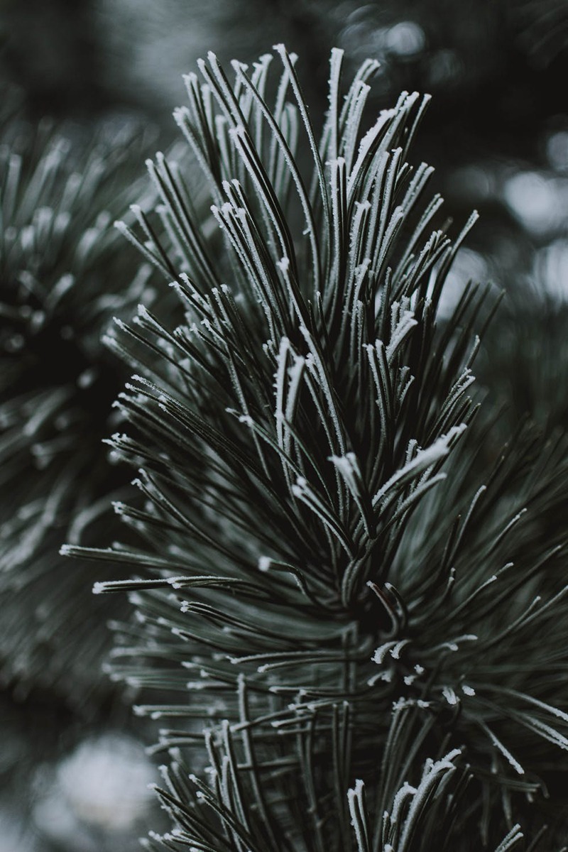 Evergreens affected by frost can be pruned in late March. Image Source: Pexels