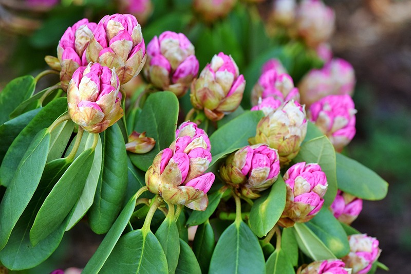 Rhododendron flower buds- Source: Pixabay