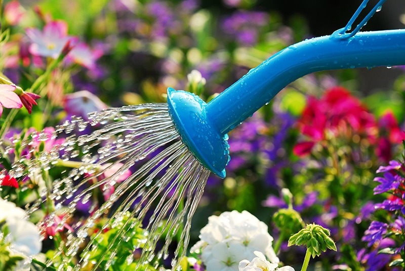 Senetti need to be watered regularly- Source: Good Housekeeping