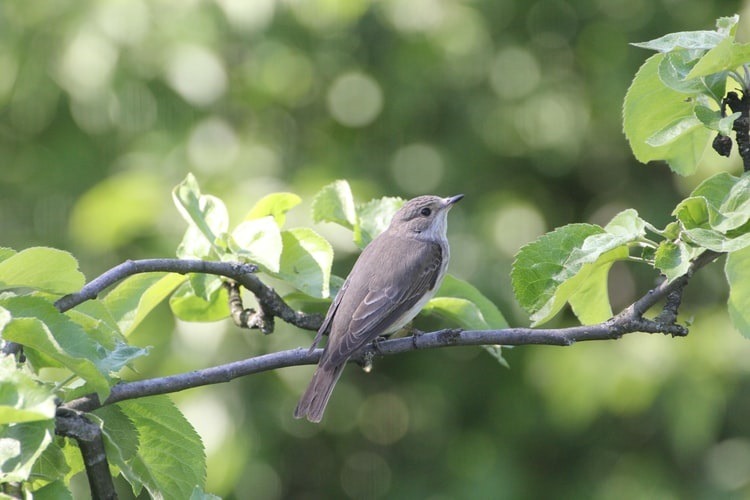 There are various methods of protecting your plants against birds- Source: Unsplash