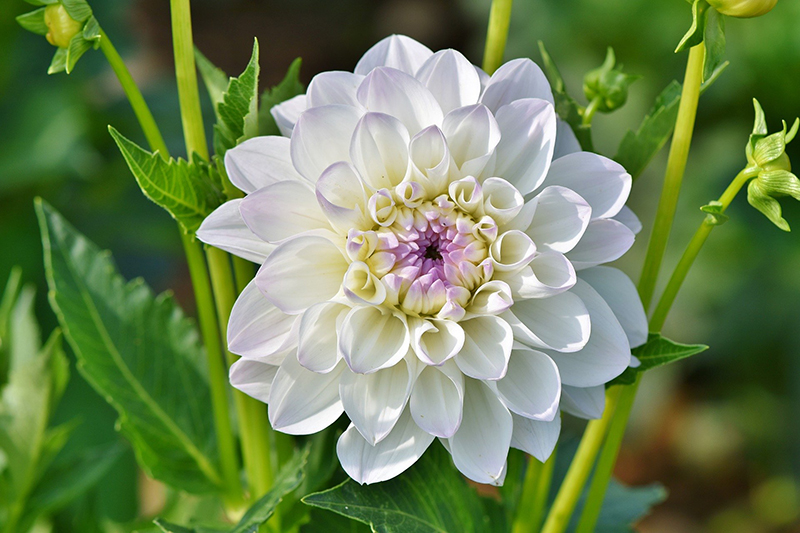Dahlias are ideal for planting in April Source: Pixabay