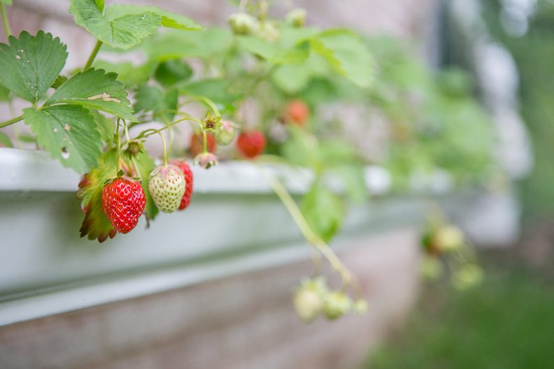 Strawberries not sitting on the soil are less likely to rot- Source: Primal Palate