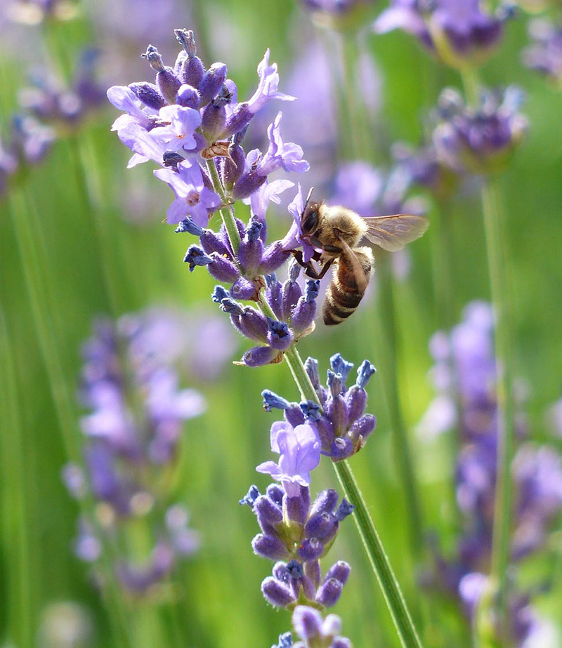 Lavender hedges are great for pollinators- Source: Pixabay