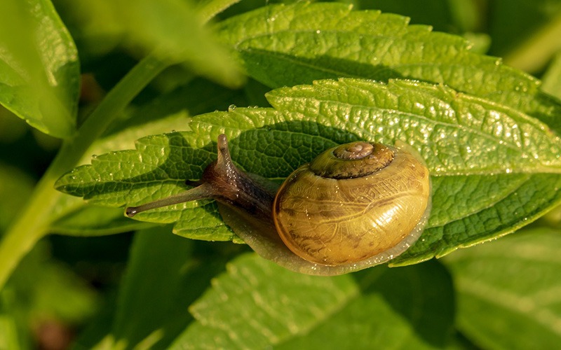 Try to tackle pests like slugs and snails early on- Source: Pixabay