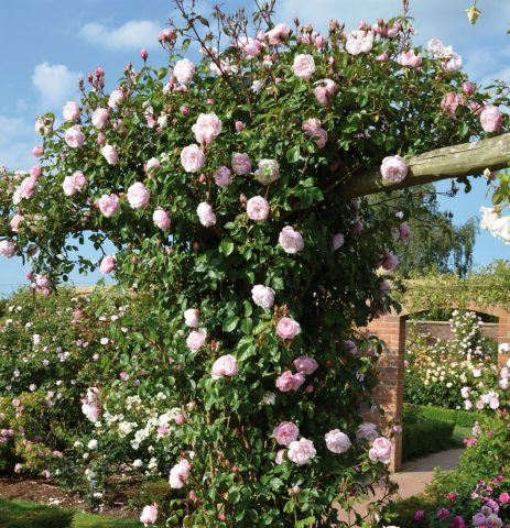 The Sweet Scent of Roses - CountryLife Blog