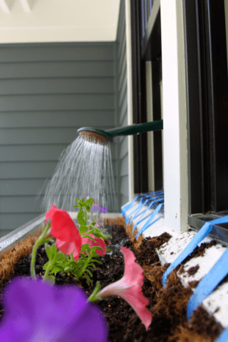 Regular watering is important- Source: The Garden Buzz