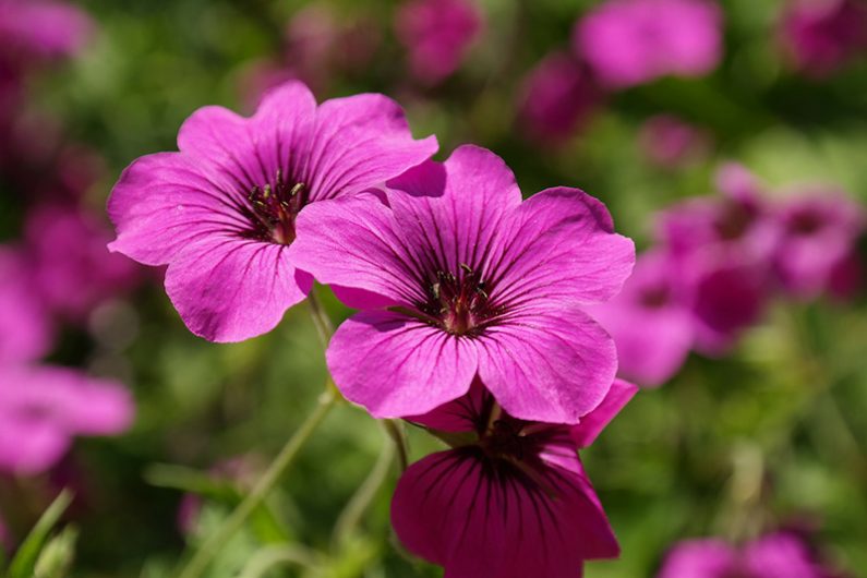 Geraniums make a fantastic addition to a hanging basket- Source: Pixabay