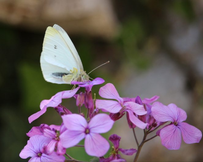 Cabbage White Butterflies can damage crops- Source: Pixabay