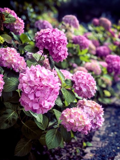 Mophead Hydrangeas- Source: Unspash