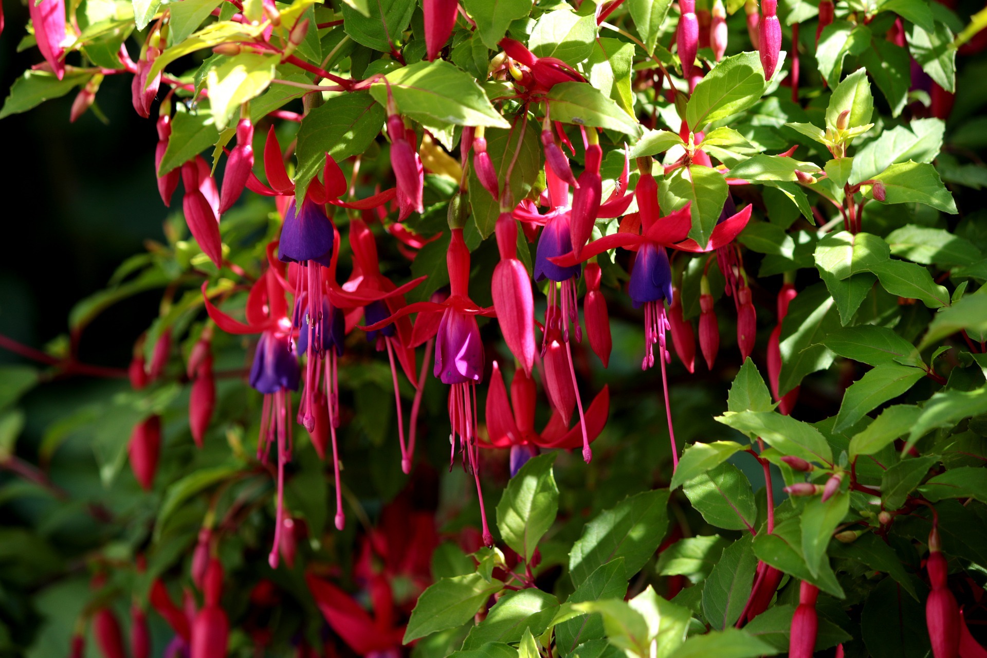 Getting the Best from Your Fuschia - CountryLife Blog