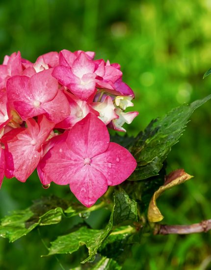 July in the Garden