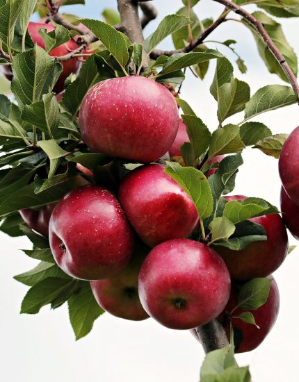 Picking Apples – Top Tips!
