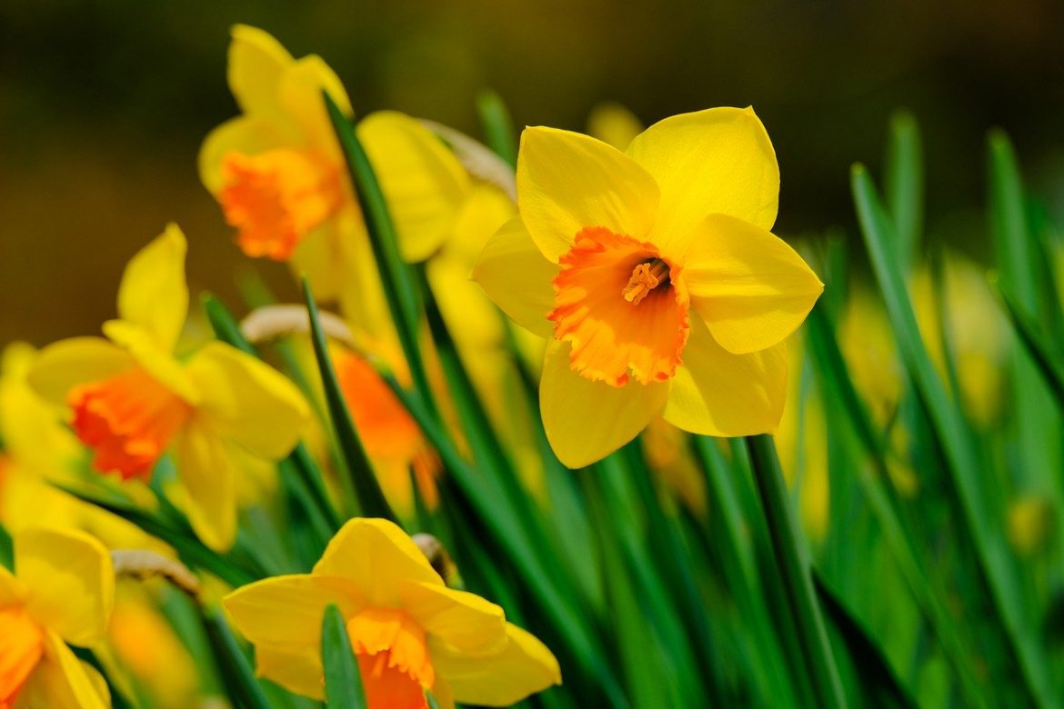 Daffodils Plant Now To Prepare For Spring CountryLife Blog
