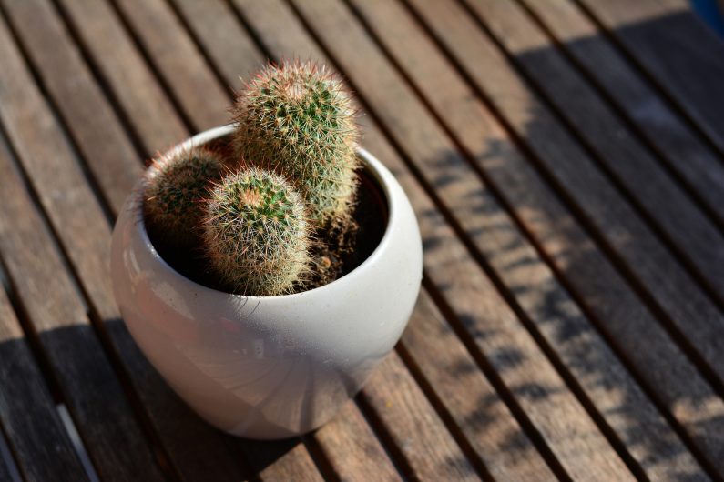 Bring houseplants back indoors before temperatures begin to drop- Source: Pixabay