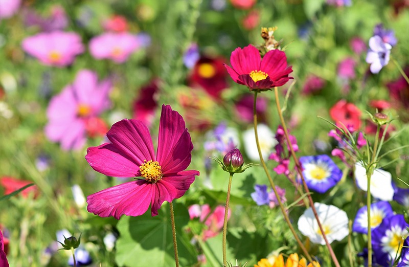 Plant wildflower seeds now for a colourful meadow in spring- Source: Pixabay