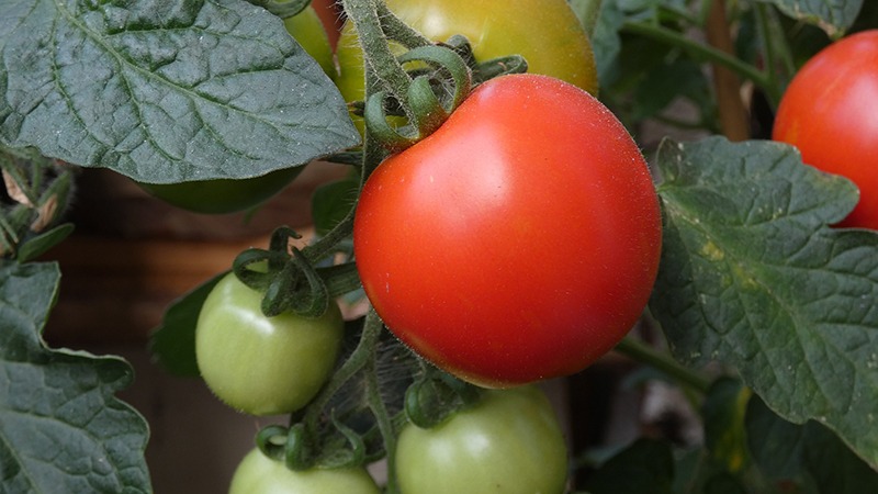 Tomatoes should be ready to harvest at this time of year- Source: Pixabay