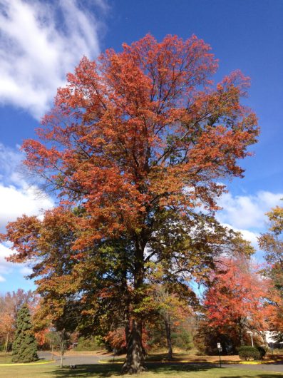 Pin Oak Tree- Source: JustTrees
