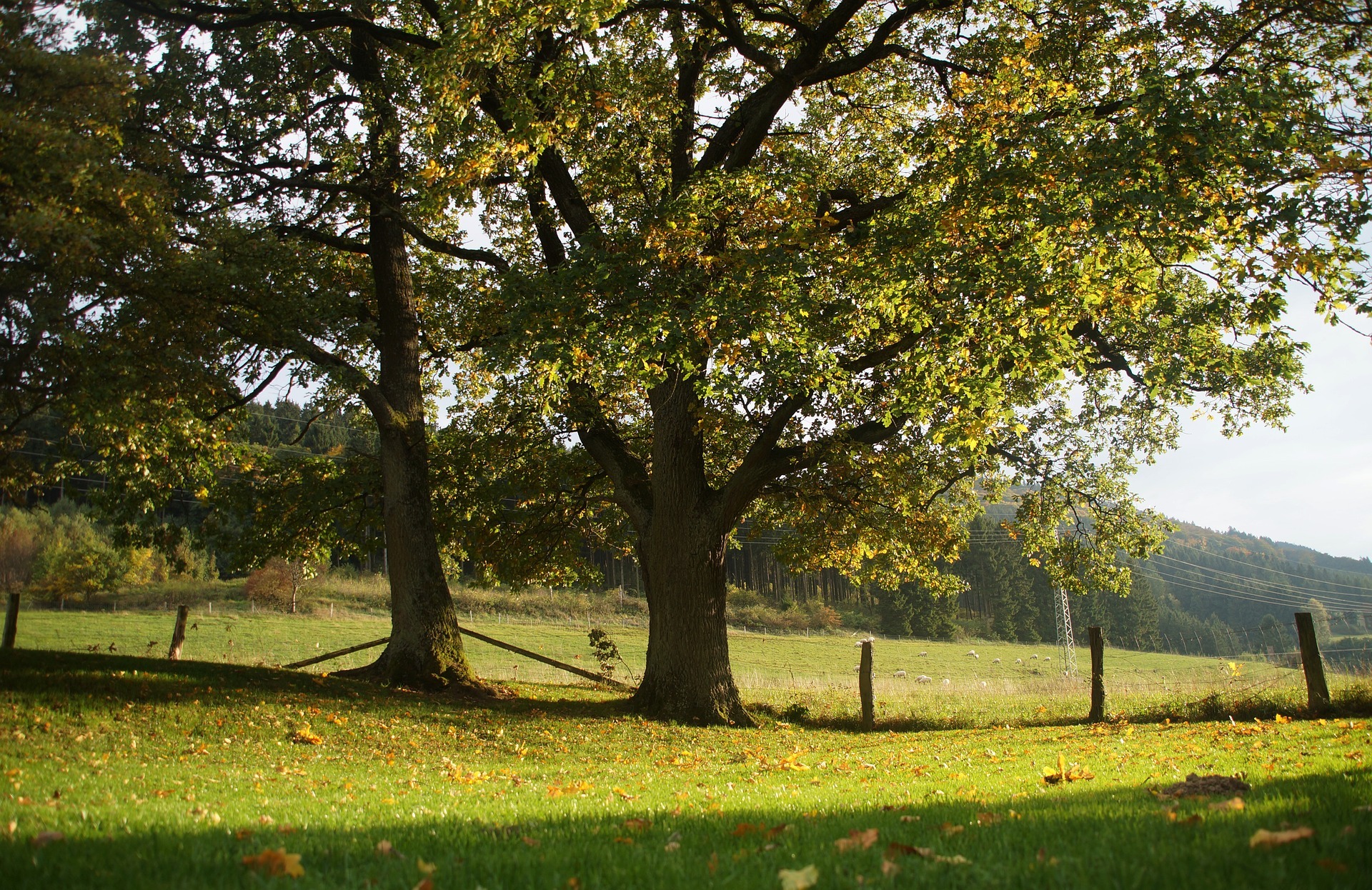 Plant an Oak Tree For the Next Generation CountryLife Blog