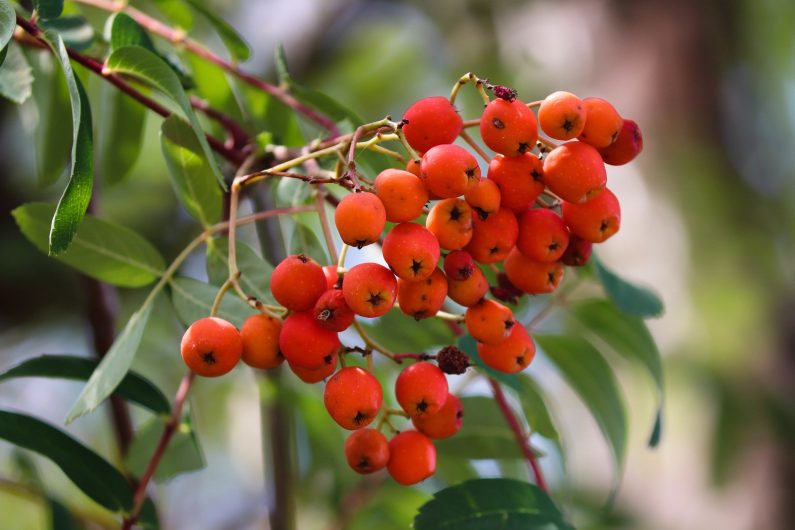 Mountain Ash or Sorbus aucuparia provides great autumn colour- Source: Pixabay