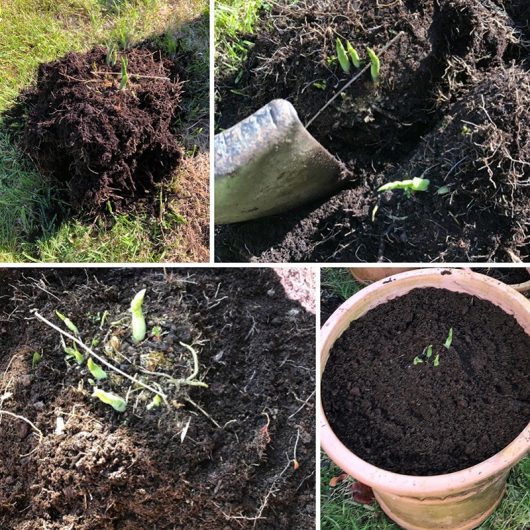 Dividing perennials allows struggling plants a chance to rejuvenate