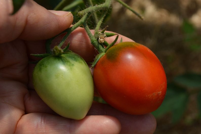 Place green and red tomatoes in a brown bag together to ripen them- Source: OregonLive.com