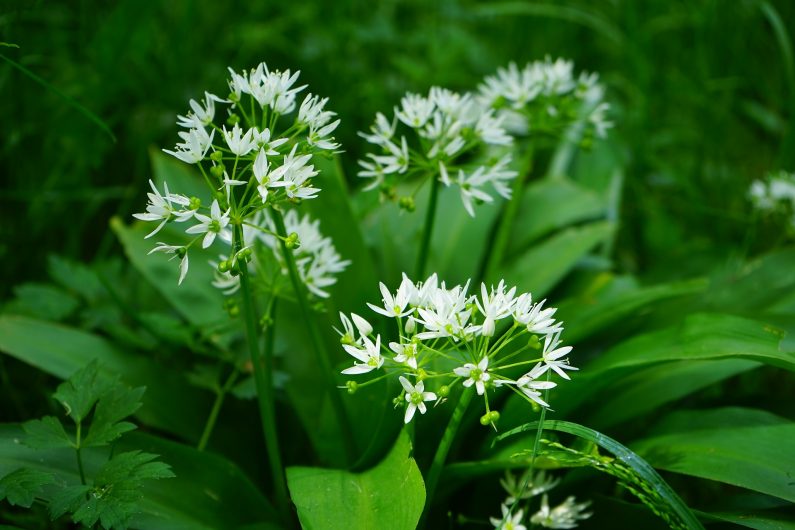 Wild garlic flower- Source: Pixababy