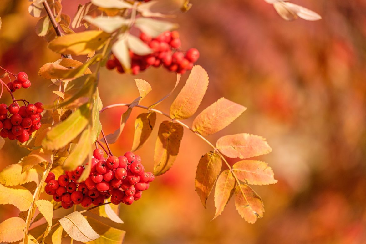 trees-for-great-autumn-colour-countrylife-blog