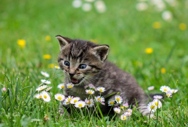 Wild garlic is toxic to cats and dogs- Source: Pixabay