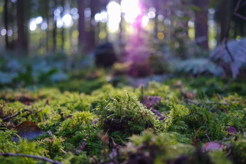 Moss thrives in shady wet conditions- Source: Insteading