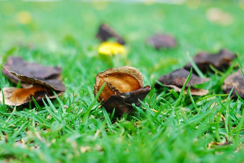 It’s important to maintain our lawn in Autumn- Source: Pixabay