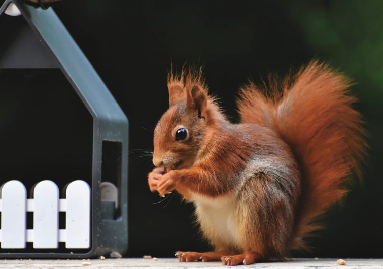 Add chilli powder to bird food to prevent squirrels from stealing it- Source: Pixabay