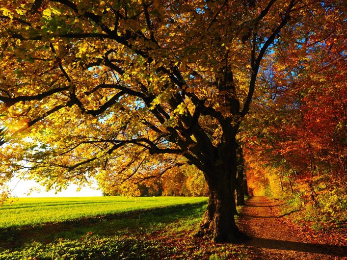 Autumn trees- Source: Pinterest.