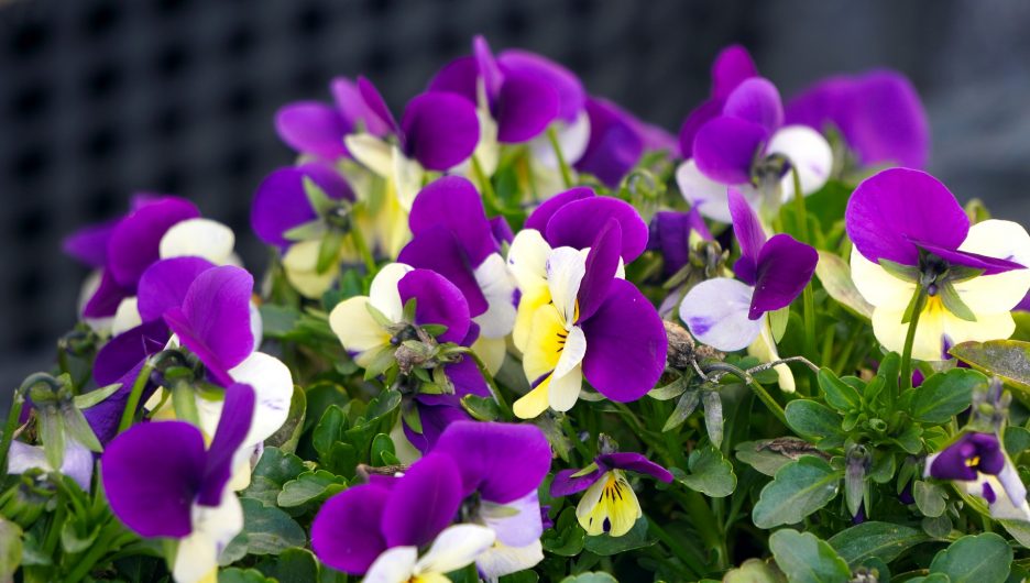 Violas are winter-friendly plants for a winter container- Source: Pixabay