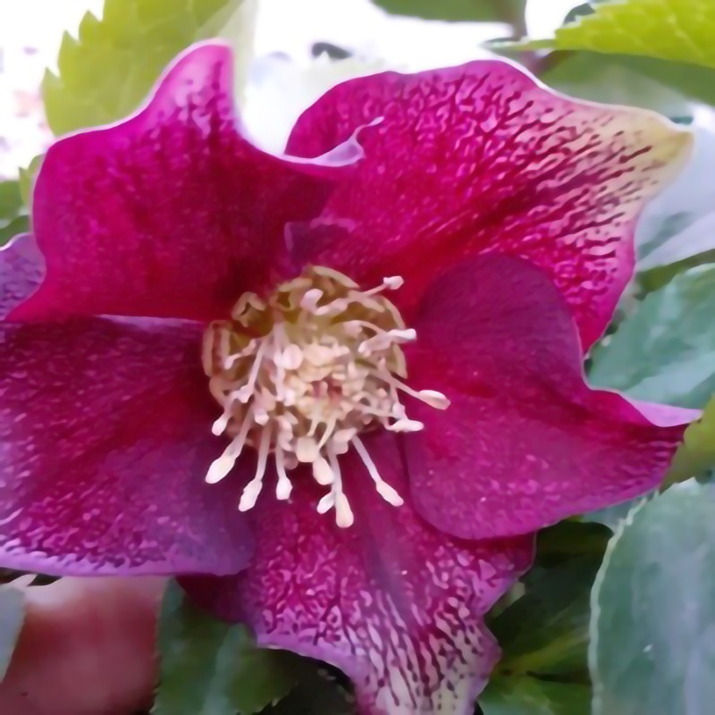 The Joy of Hellebores in the Garden CountryLife Blog