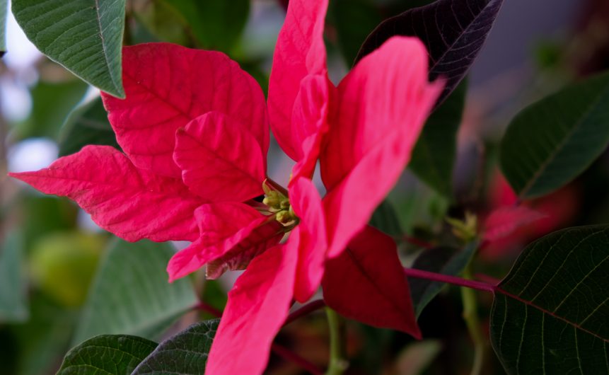 Poinsettia are iconic Christmas plants. Image source: Flicker