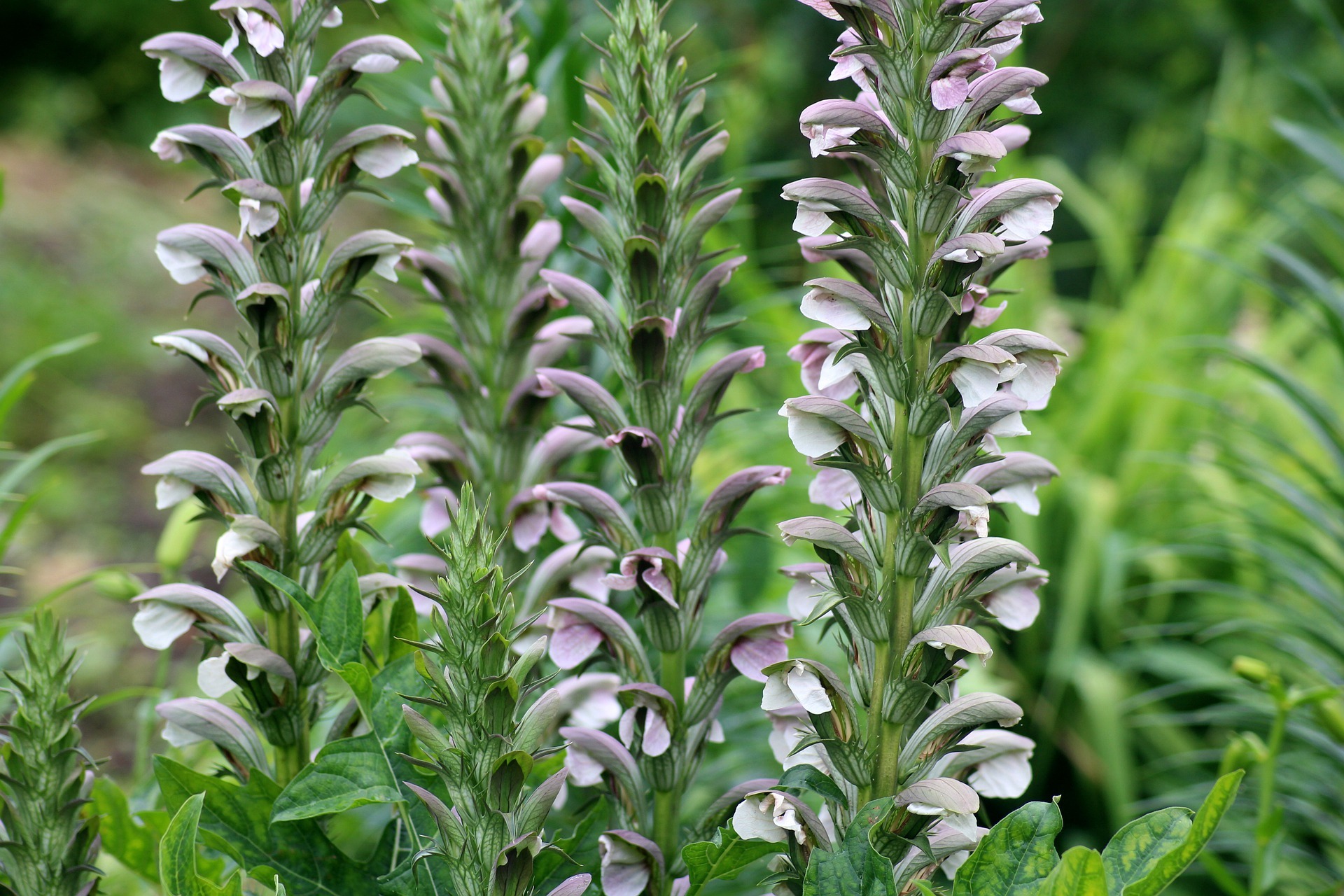 Акант растение. Акант Моллис. Акант Моллис (Acanthus mollis). Акант венгерский. Акант медвежья лапа.