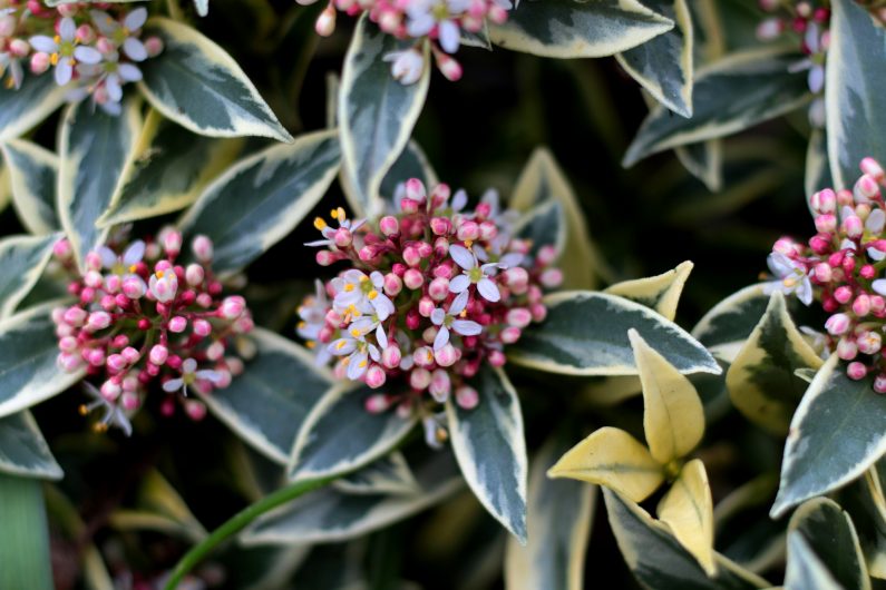Skimmia can bring bright and vibrant colour- Source: Pixabay