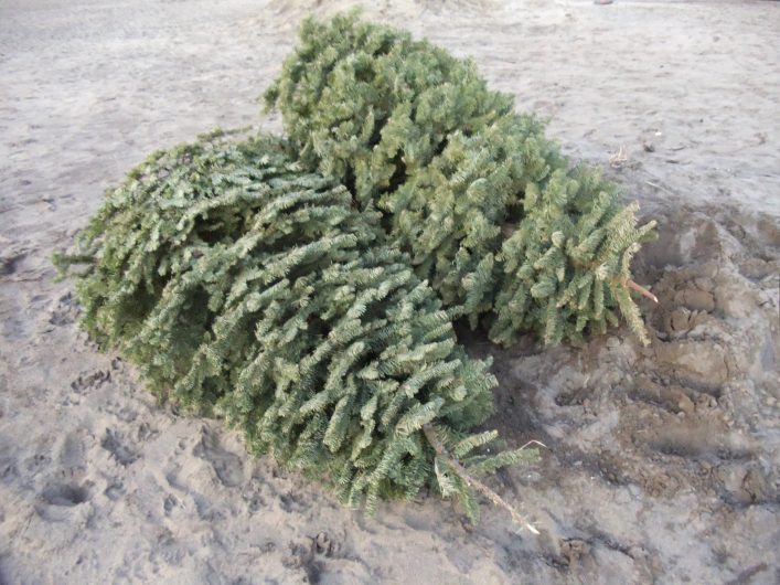 Laying your tree on its side in the garden will provide shelter for wildlife. Image source: Flickr
