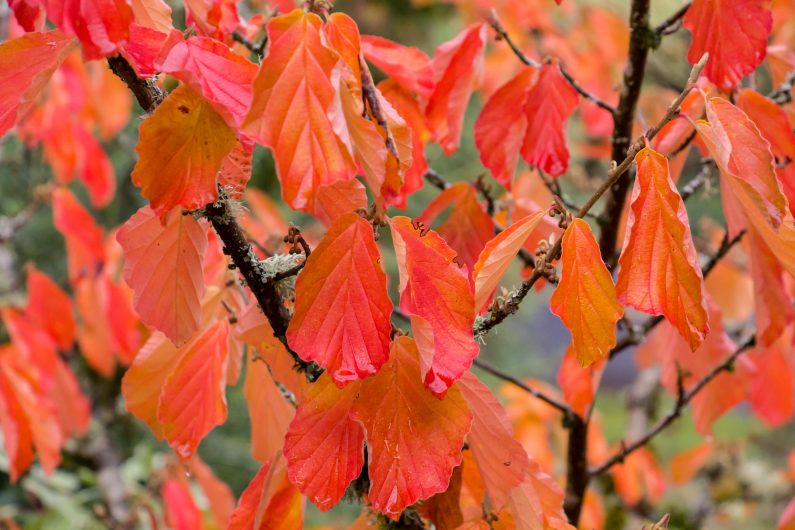 Witch Hazel does have good autumn colour too. Image source: Flickr