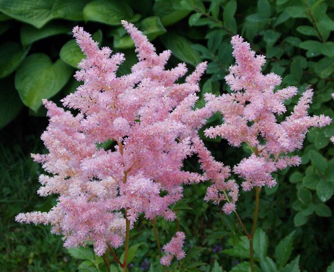 Astilbe’s have a beautiful scent. Image source: Flickr